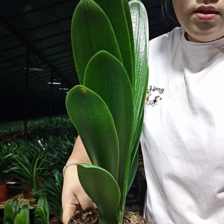 吉***6无花朵吉祥如意     49