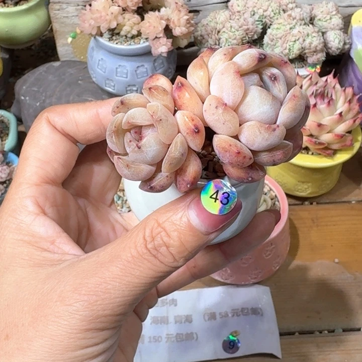 43 多肉含盆土 30元包邮 ➗偏远地区