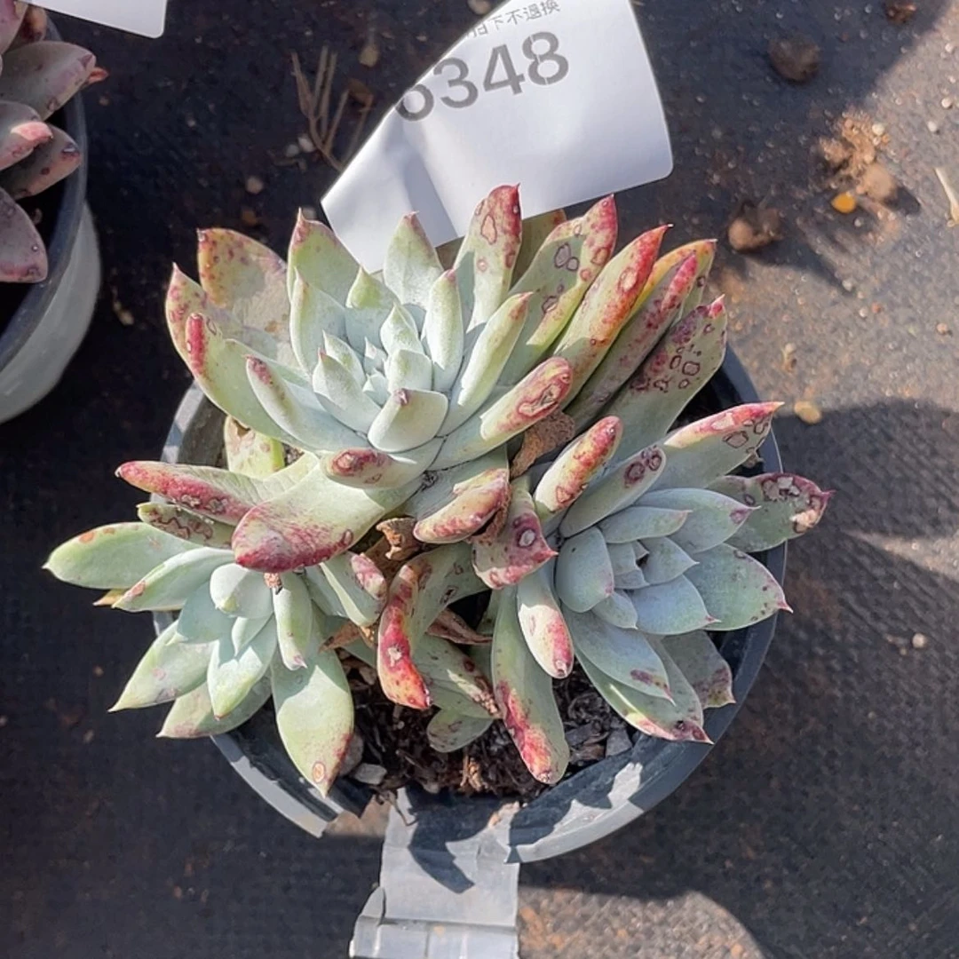 【闪购商品】拇指法瑞