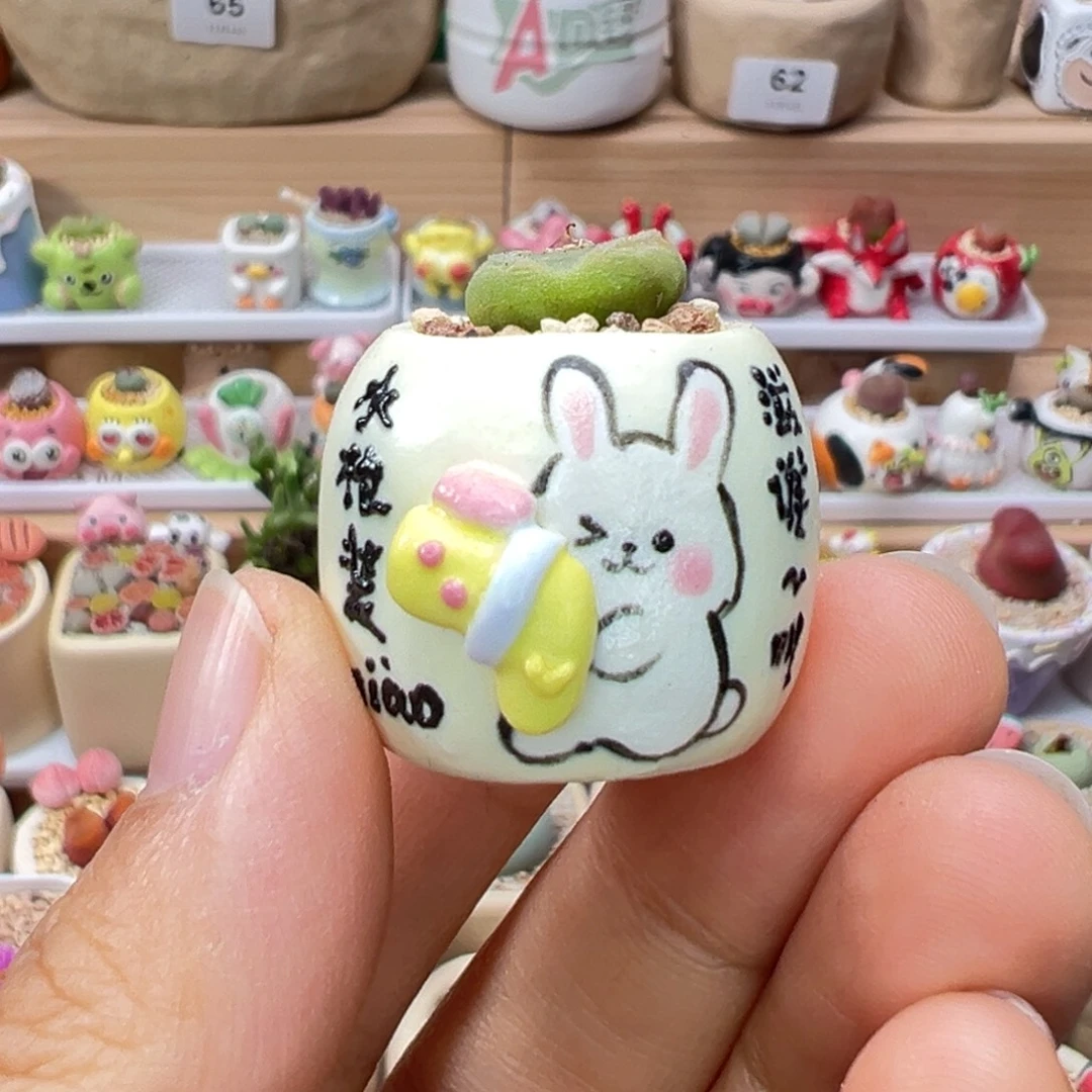 多肉植物83号拇指盆