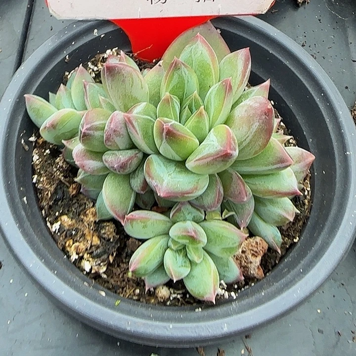 美人119多肉植物，