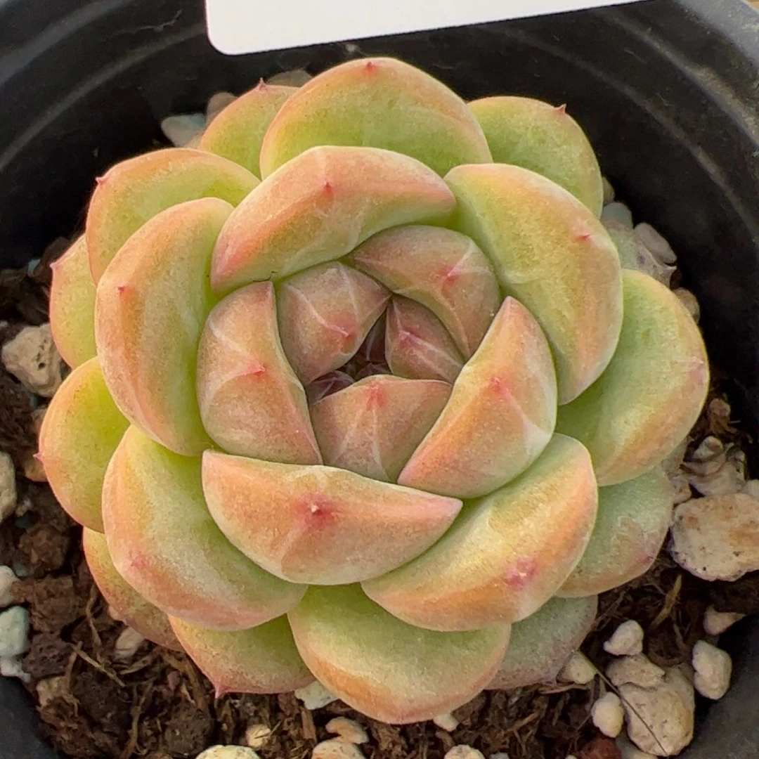 友****子758 多肉植物组合盆栽