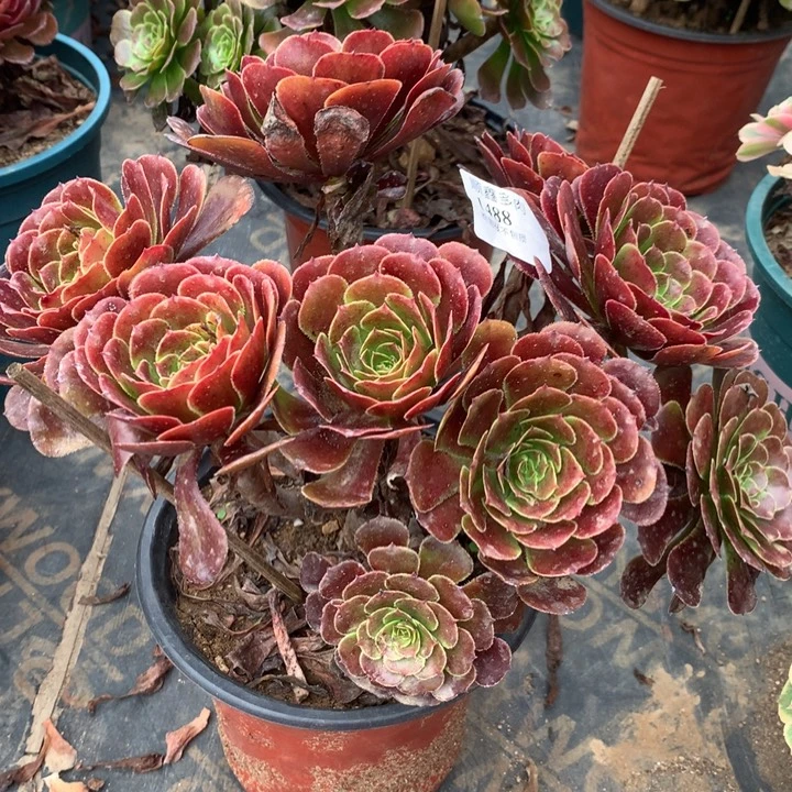 1488黑萝莉多肉植物特价
