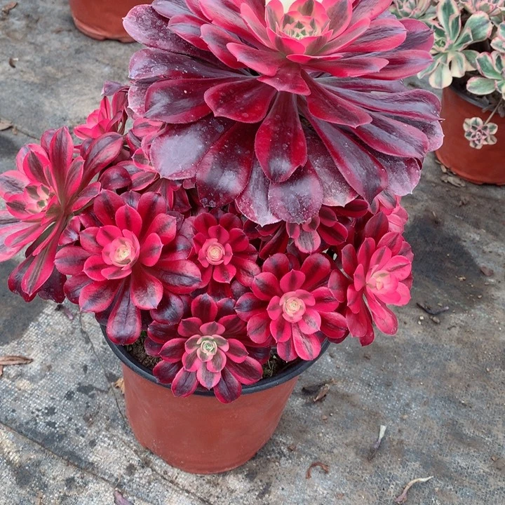 9美杜莎多肉111111