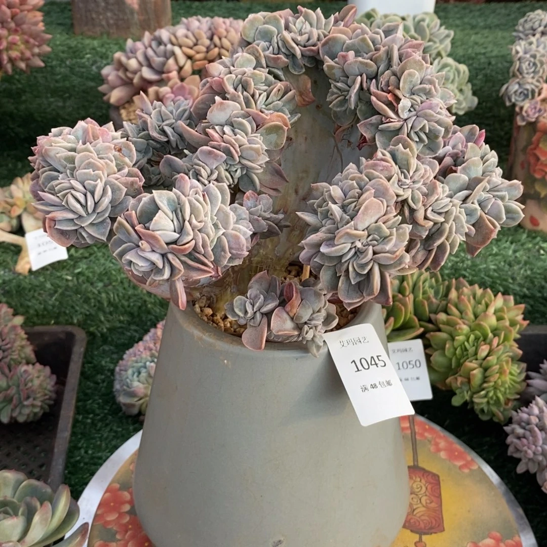 哈利沃森缀化多肉多肉045