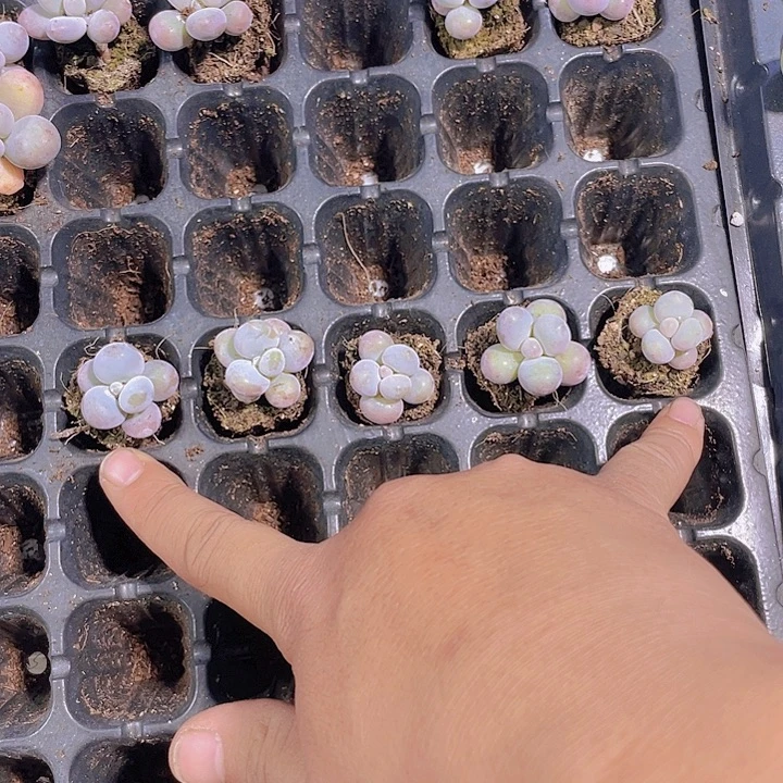 小***-5颗原始奶【满10颗包邮】