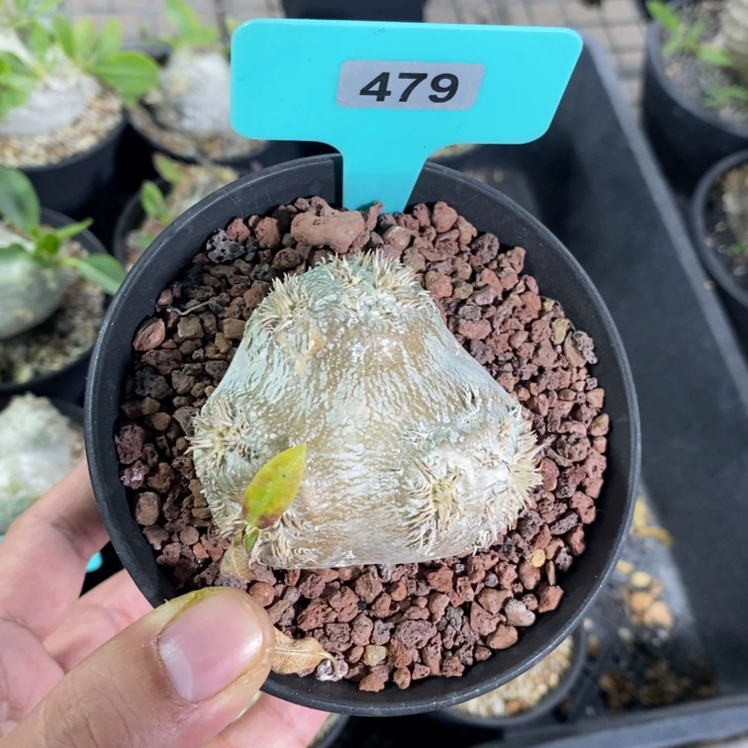 产地慧比须笑多肉