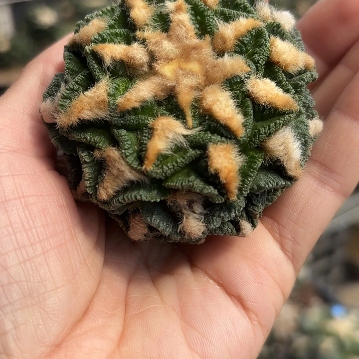 袖蒲苗接落地仙人球100