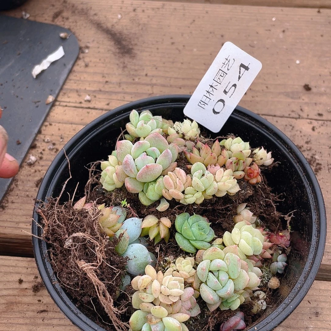 多肉植物多肉植物54