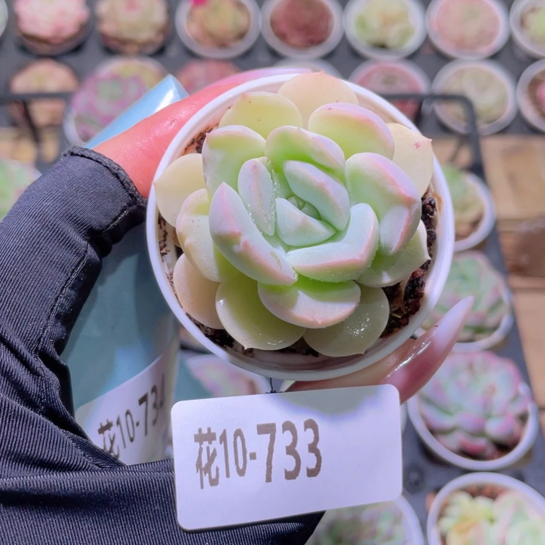 花利美10-733新品