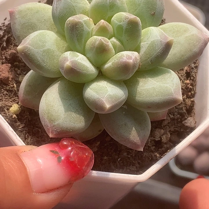 雪花美人。（满9.99包邮不满9.99发叶子）