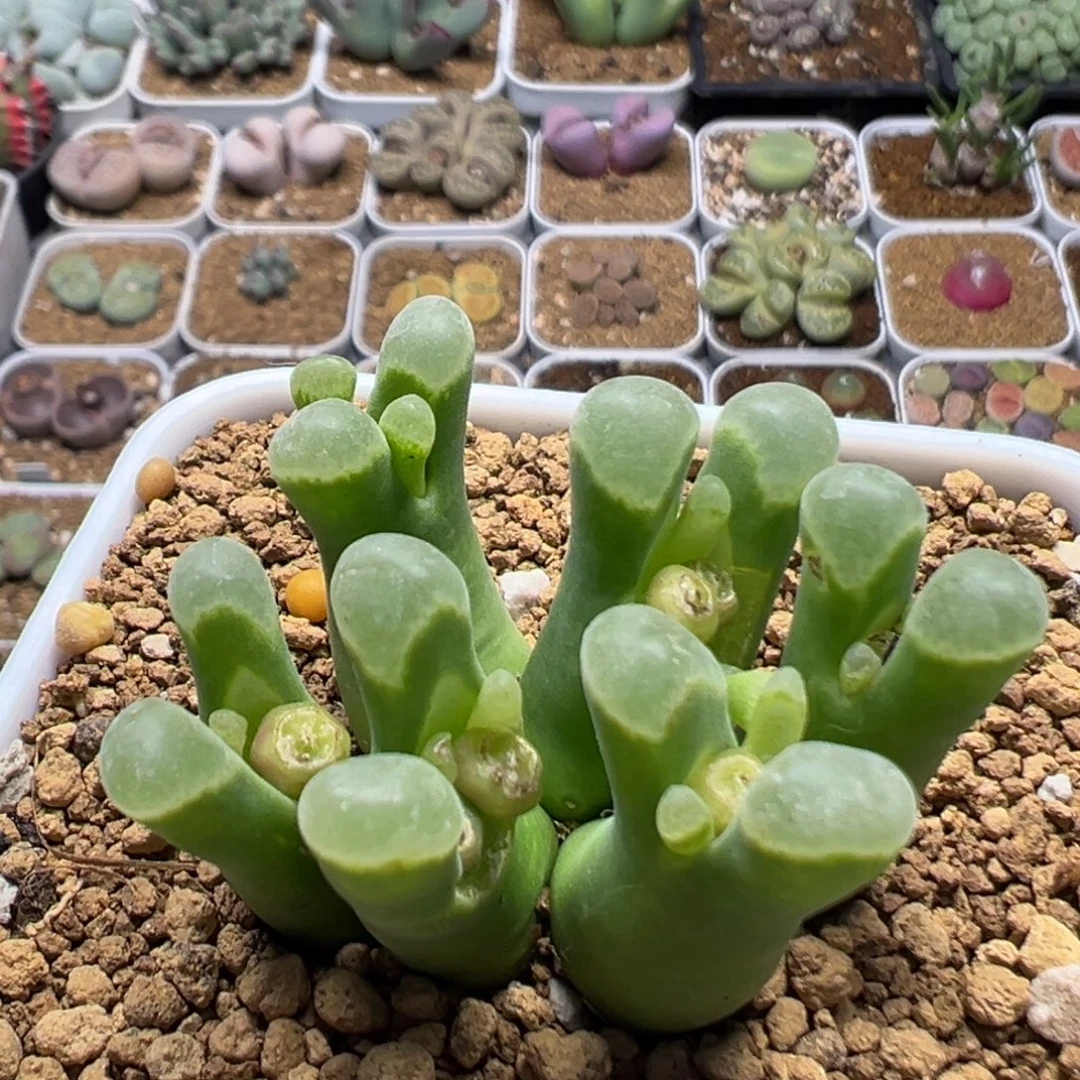 21多肉植物极窗风铃1802.8