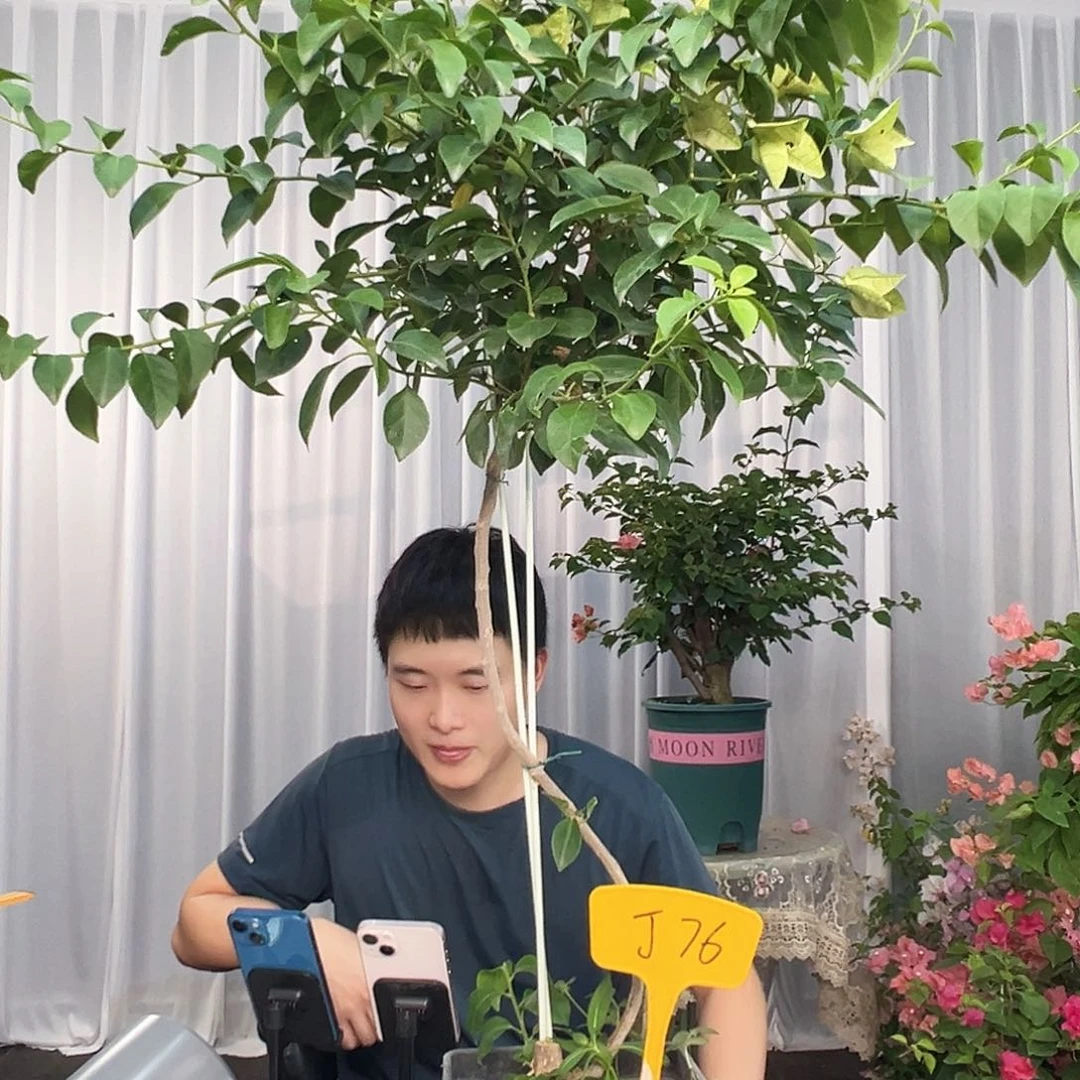 农****大部分开放少量花苞J76卡亚塔