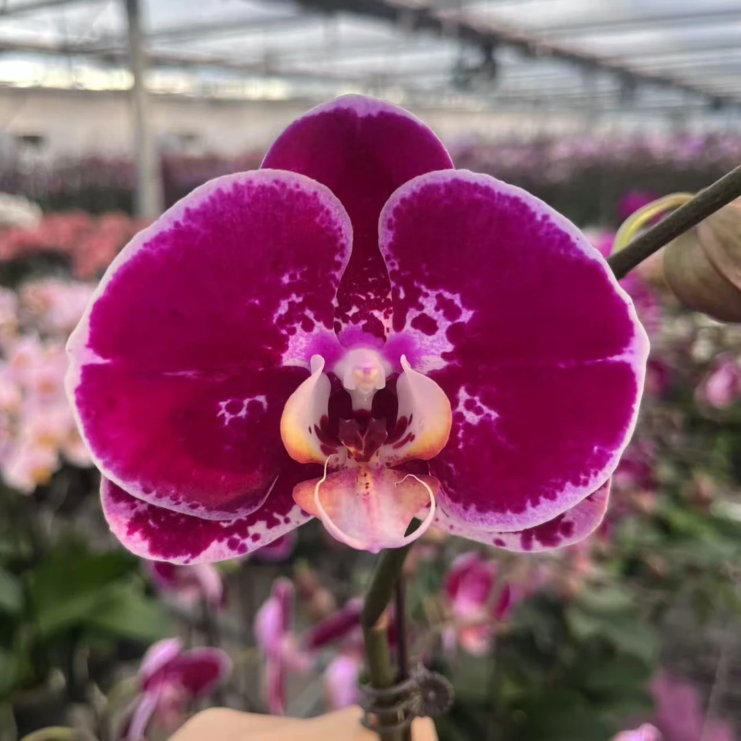 【温煦  3.0   精品蝴蝶兰】室内高端花卉基地直发
