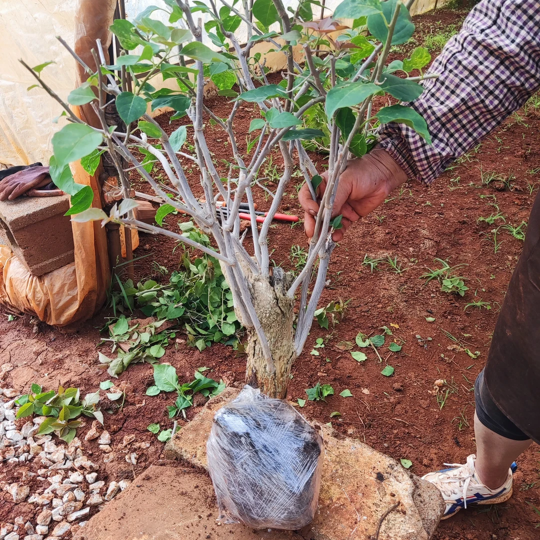 【基地直发】三角梅中国红 老桩护心土球发货 修剪发货好养易活