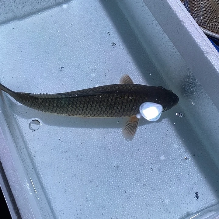 锦鲤锦鲤活鱼开箱包活