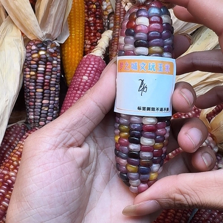赵***石吊坠柏香籽/百香籽