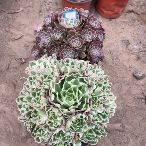 979多肉植物组合，