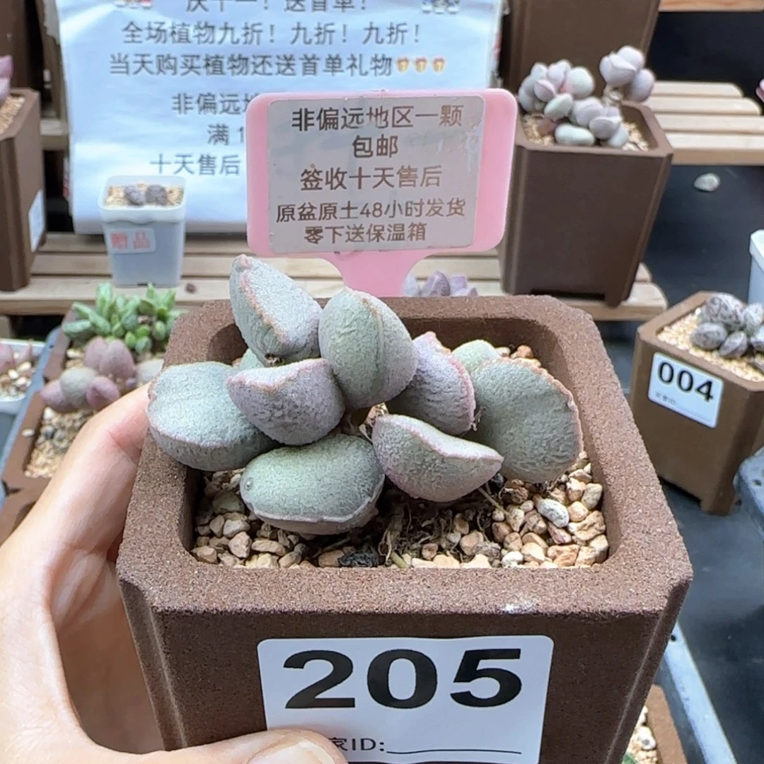 205暖阳多肉微瑕