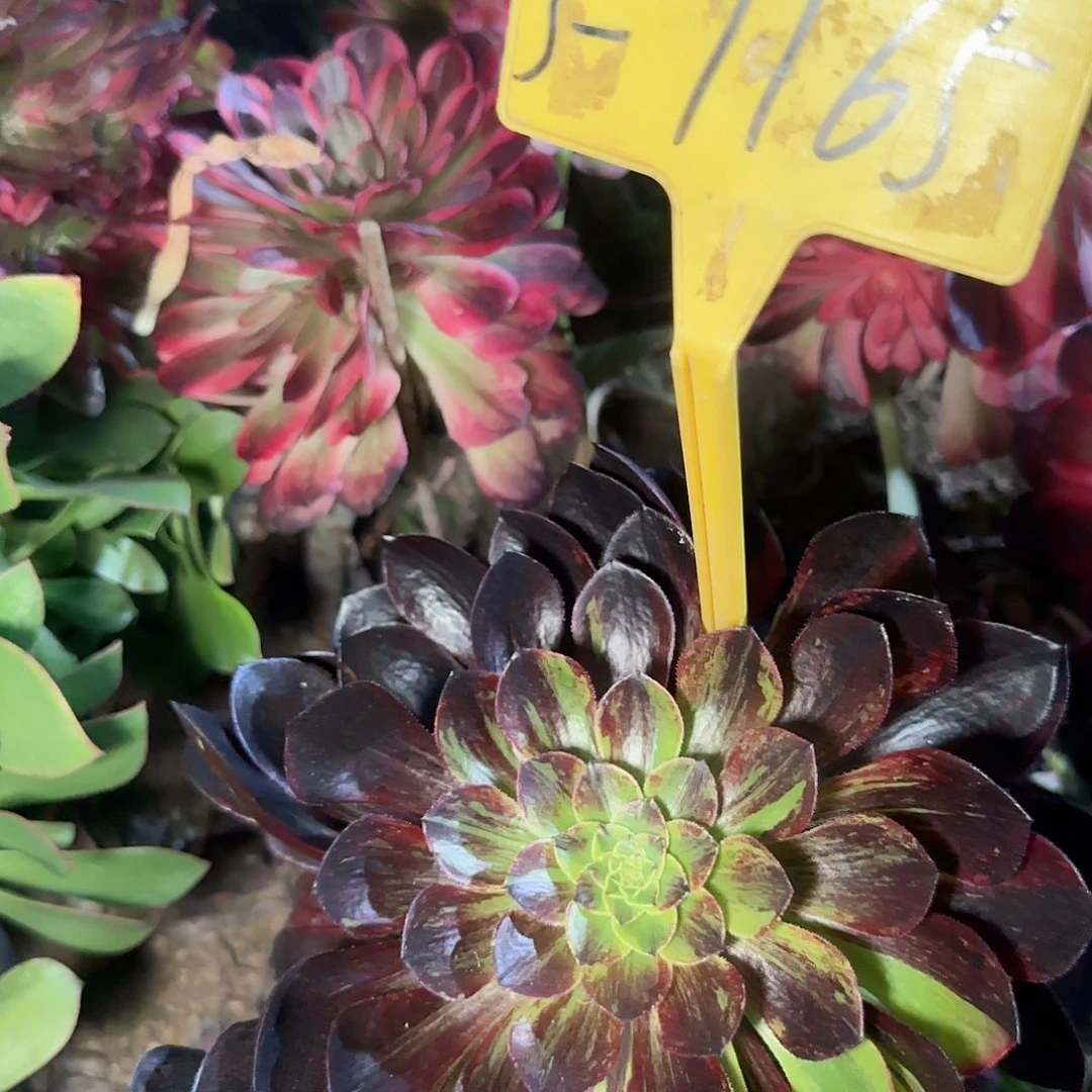 3-1165---墨兰迪多头多肉