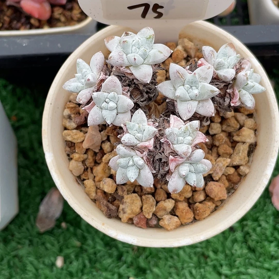 ～***～萌肉小筑0701-75白菊