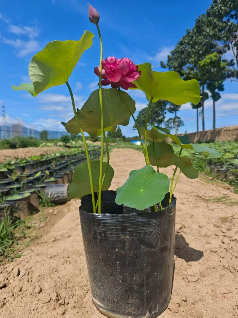 大型观赏荷花小盆苗（30厘米大盆）原土原盆发货庭院观赏花卉<2>
