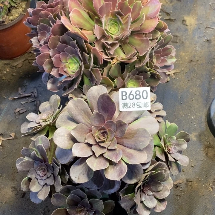 两盆多肉断头不包