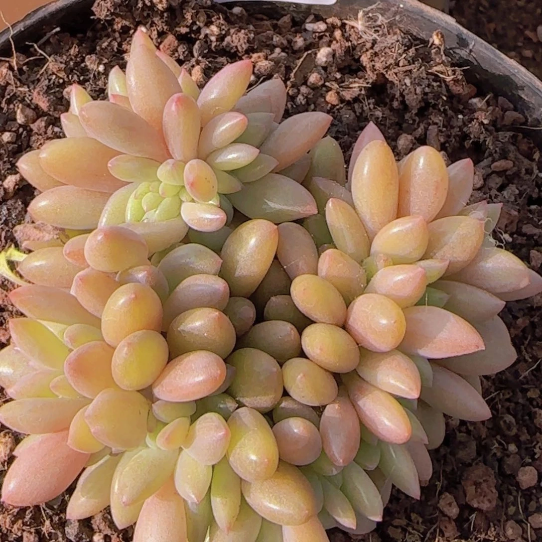 家****贝家里有只猪宝贝A149号暂时寄养11111