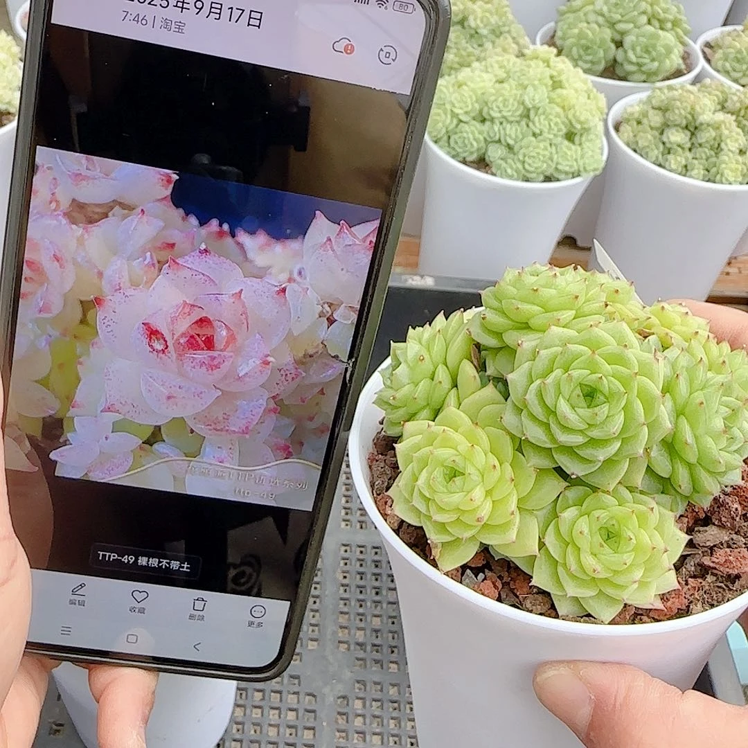 1105-74（ttp-49）优选