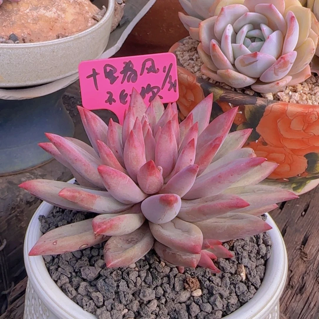 十里春风姐姐多肉植物