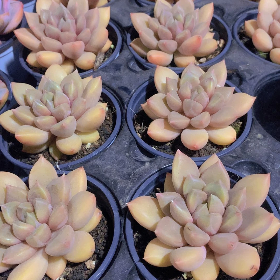 红象牙3467889000000