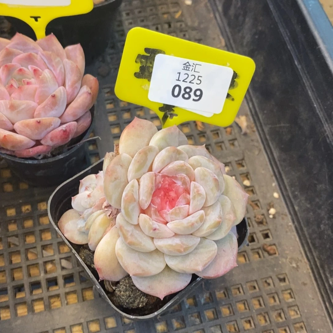 福利多多。1225089