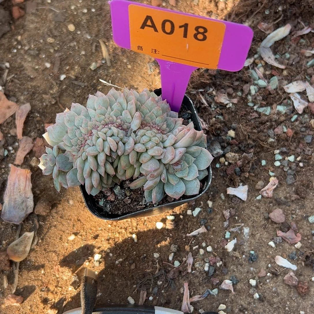 Z***²多肉植物一物一拍