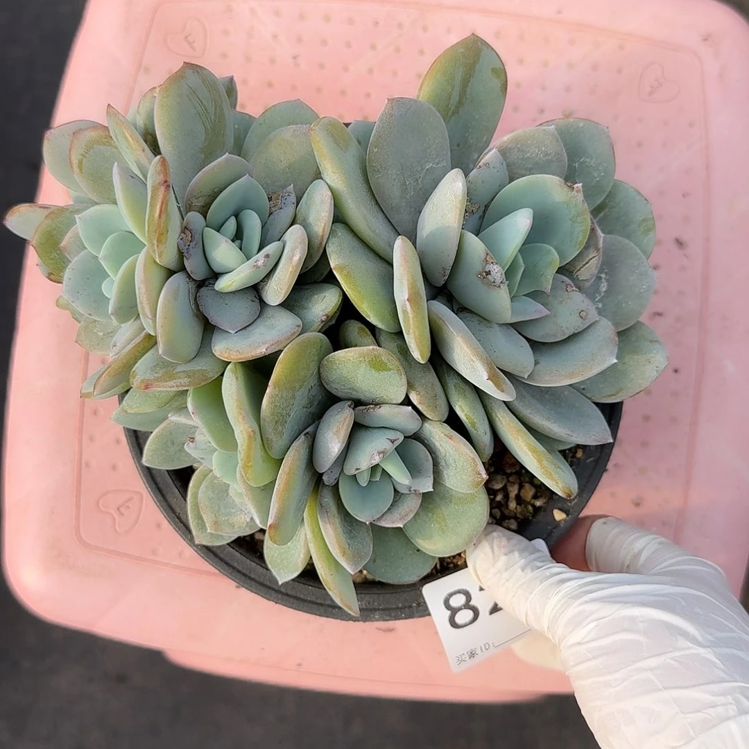 #823   多肉 售后范围：签收起7天内