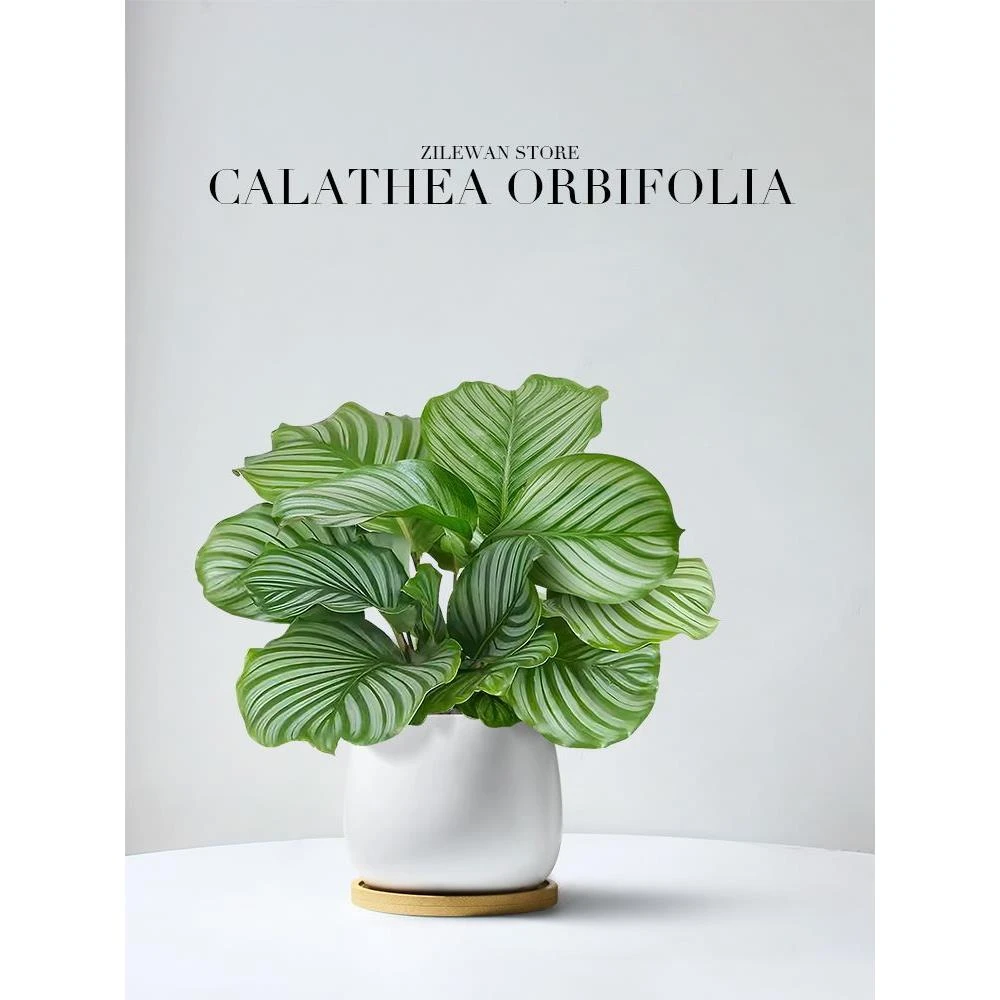 青苹果竹芋盆栽新房室内客厅吸甲醛绿植四季好养植物海芋净化空气