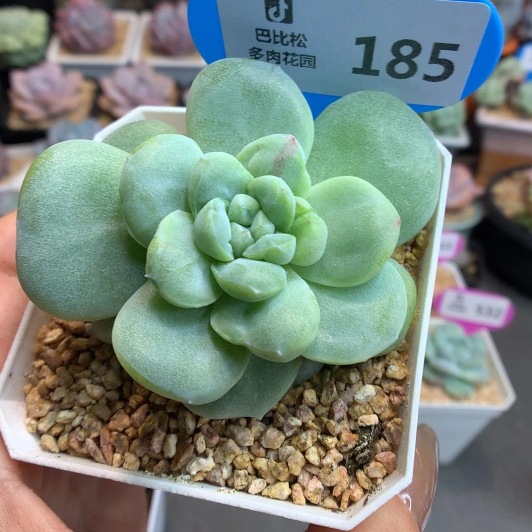 185冰玉石化多肉植物