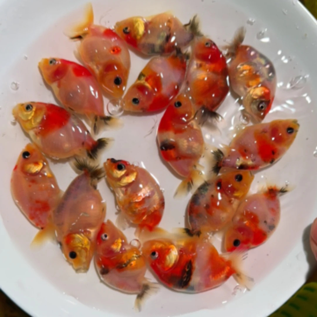 福利三选练手苗，兰寿金鱼，包活到家，合适新手消费，有要求勿拍！