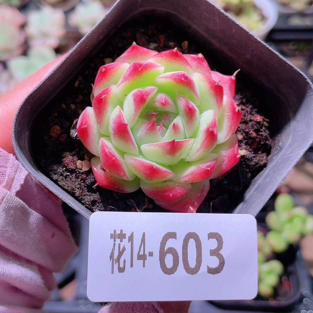 花利美14-603新品