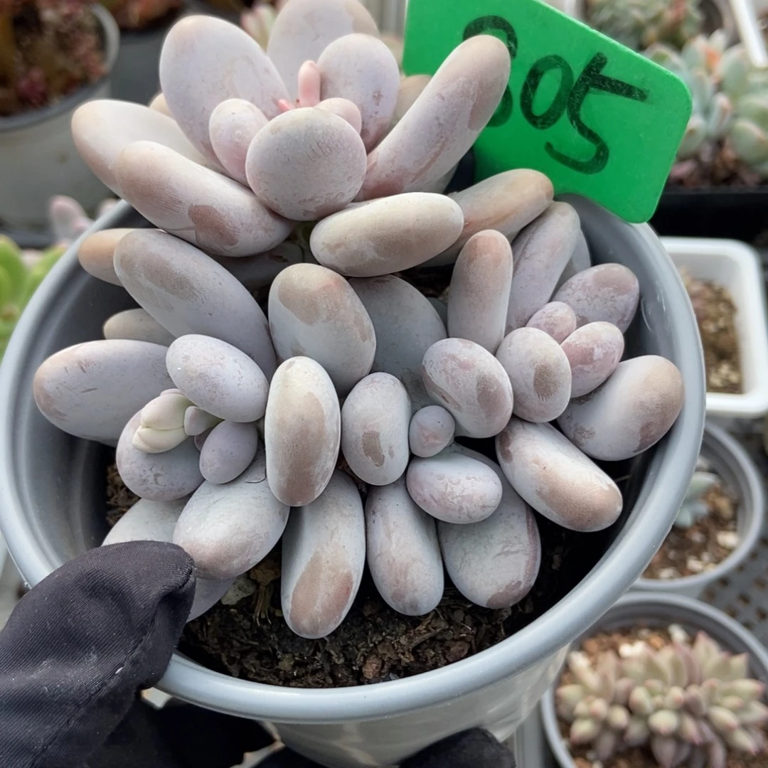 805橙雪球多肉植物