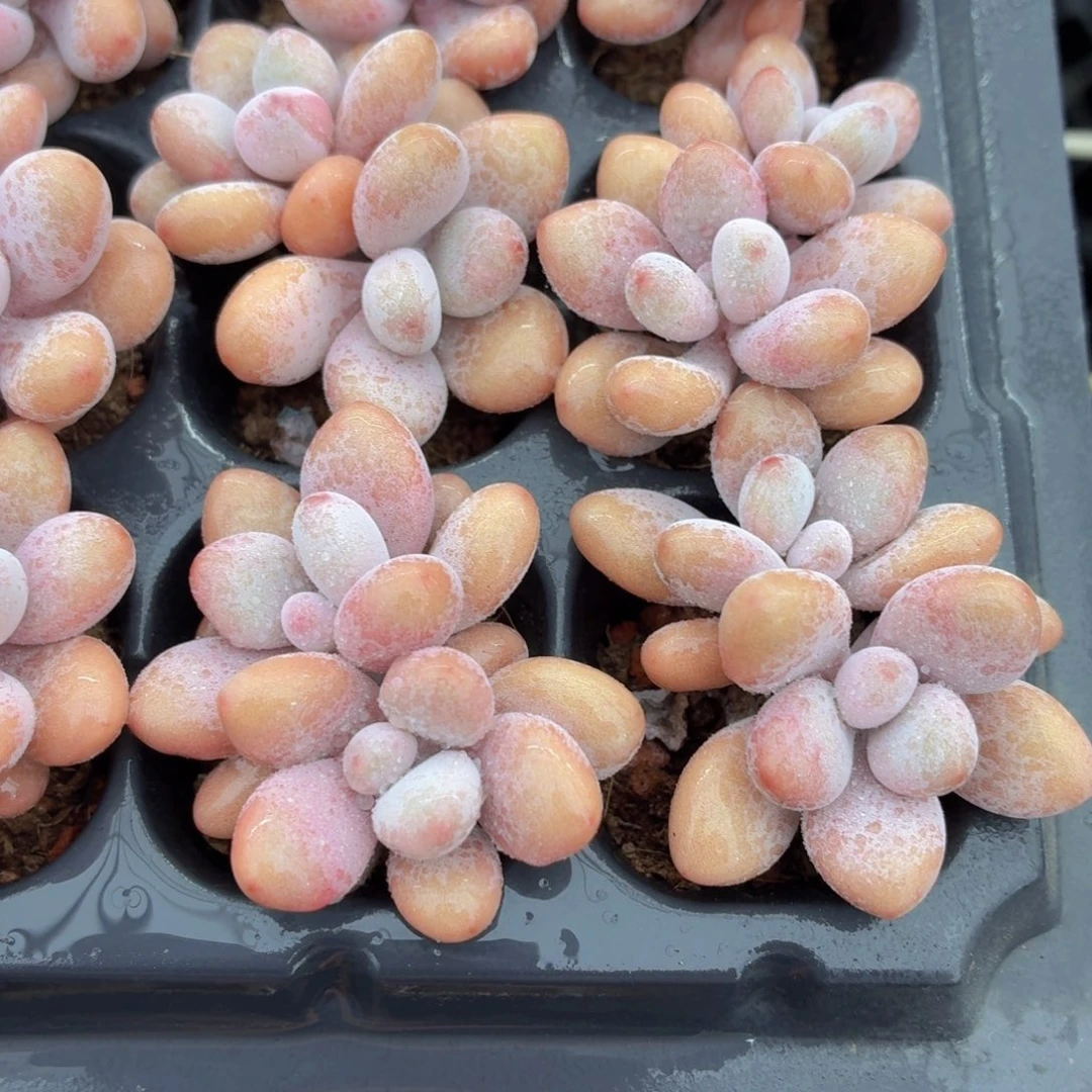 桃蛋多肉9.9包邮发货