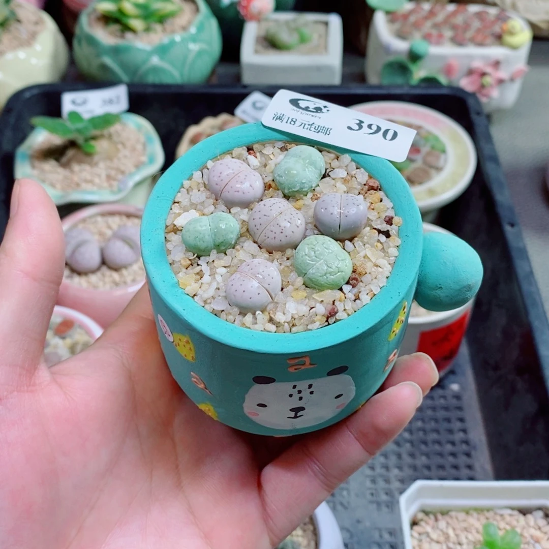 生石花花花花花花390
