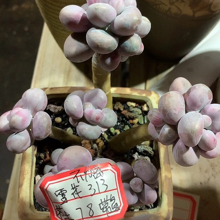 雪***3阿纪若莉莉测小宇兔装修