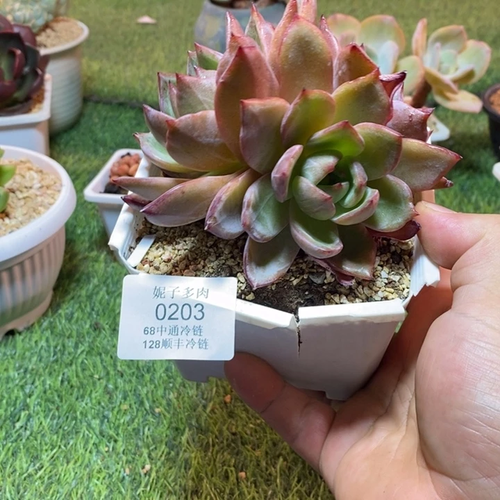 0203啊啊啊啊啊啊啊啊啊啊