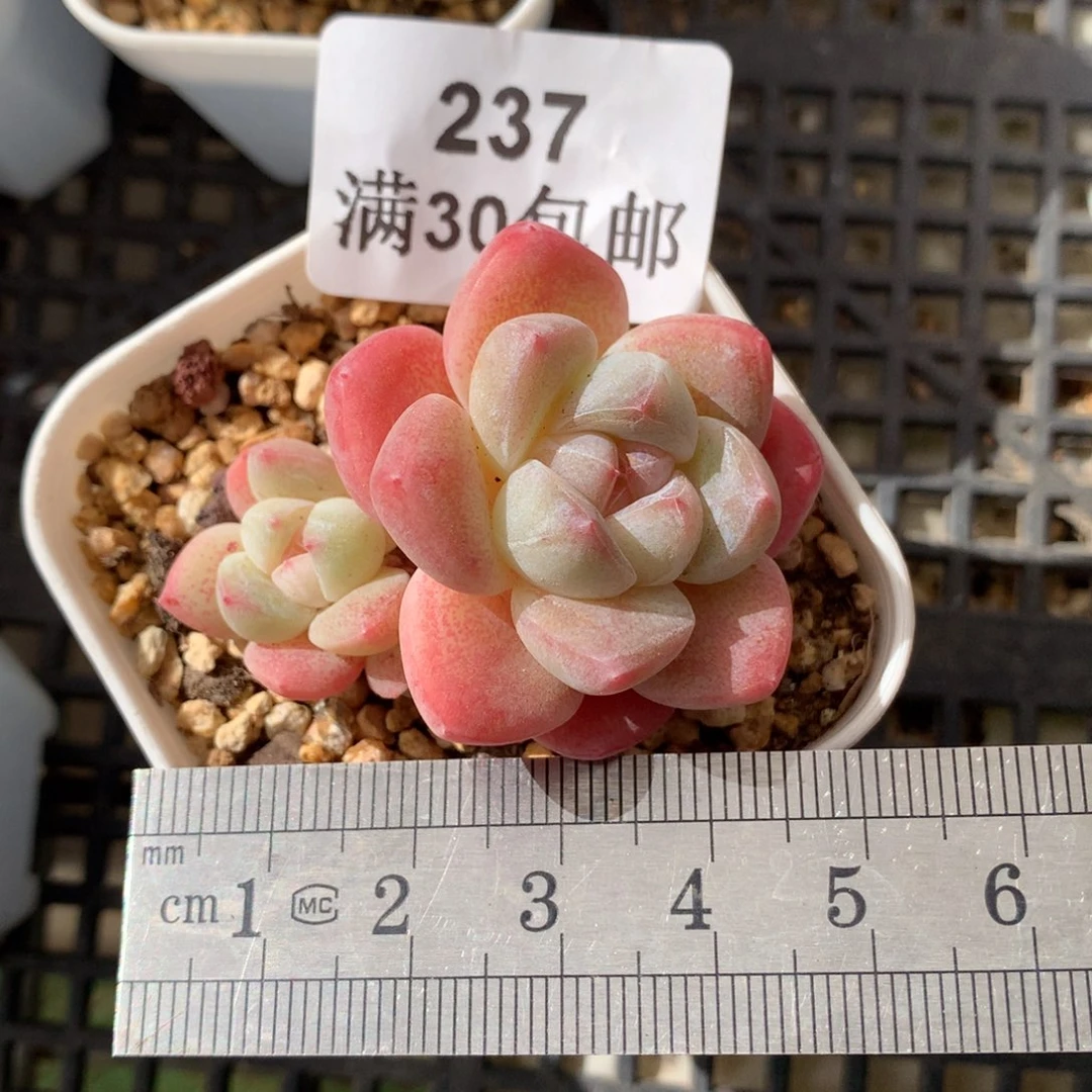 237。小脸粉糖心冰玉三头。