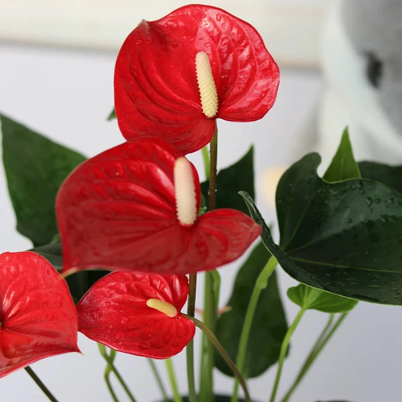 新疆包邮 红掌盆栽 高度30cm左右