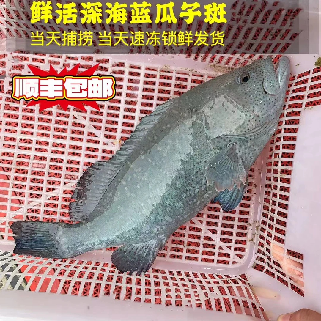 1.6左右/条 深海捕捞蓝瓜子石斑鱼 鲜活速冻锁鲜 顺丰冷链发货