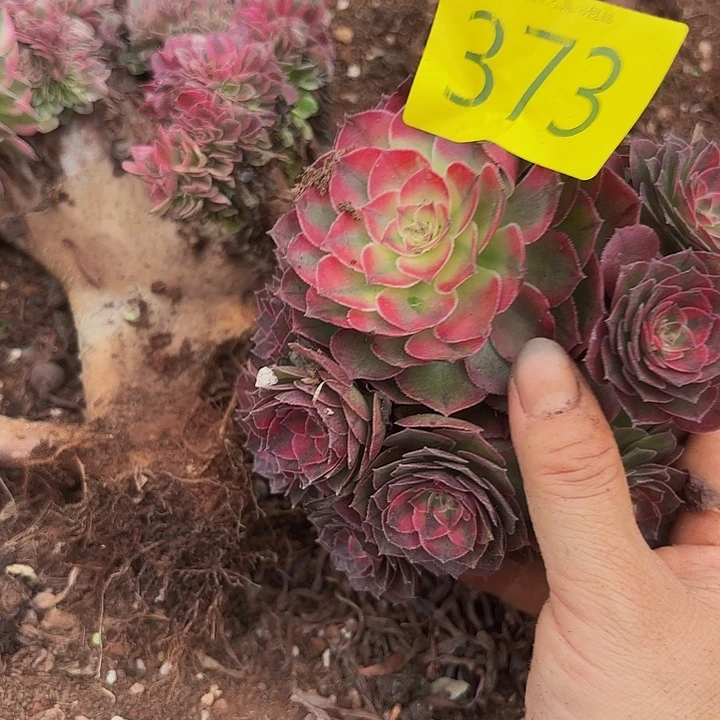 多肉植物福利来373元