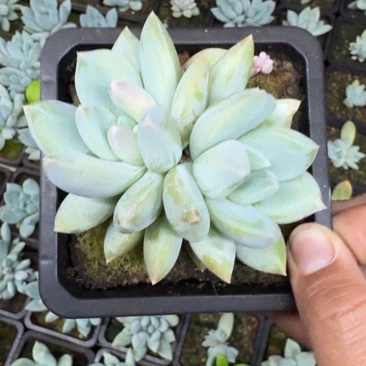 伊丽莎白 双头 一物一拍