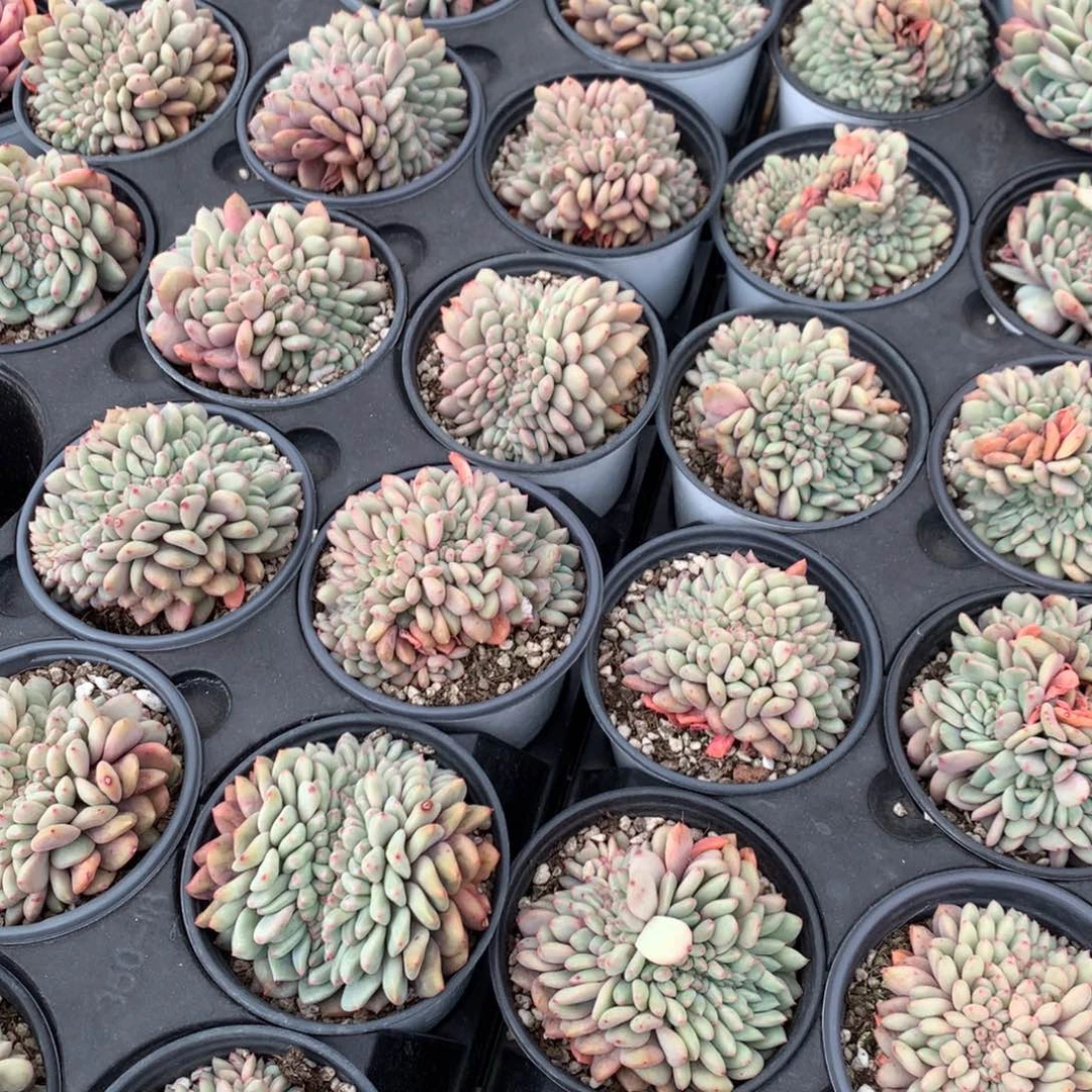 爱丽儿缀2颗，售后范围：签收起7天内，录开箱视频