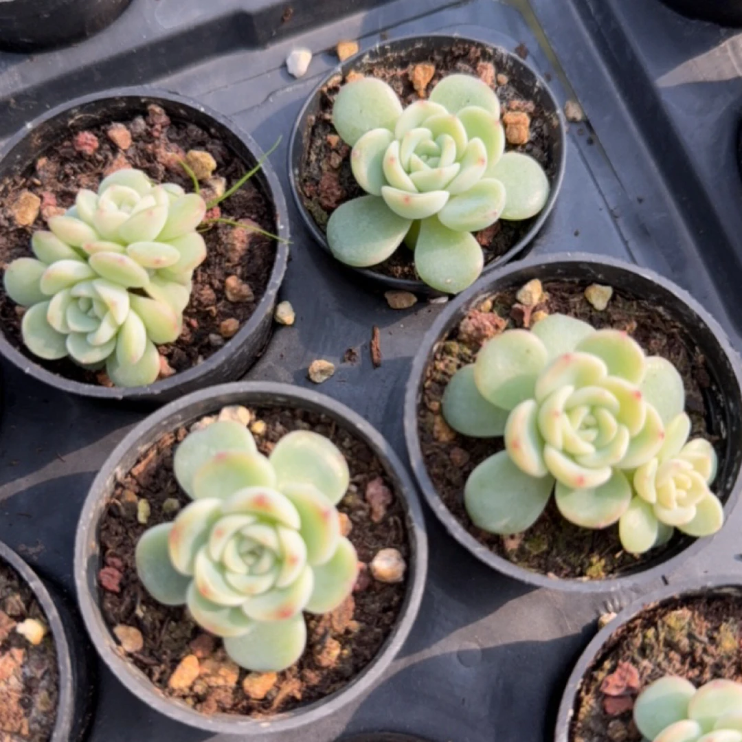 西米露 盆口5厘米